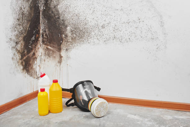 Best Basement Mold Remediation in Spiro, OK