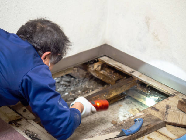 Best Black Mold Remediation in Spiro, OK