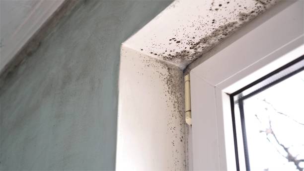 Best DIY Mold Remediation Support Services in Spiro, OK